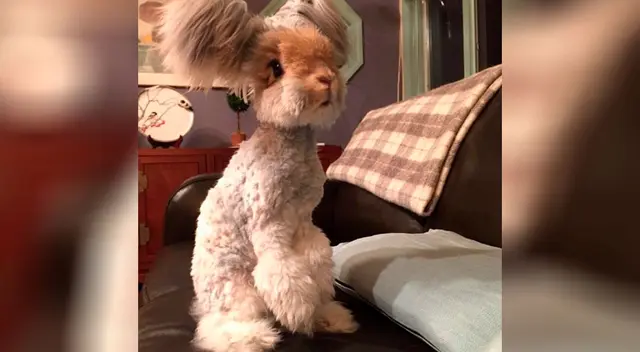 Conejo Wally enamora a todos en las redes sociales. Conejo Wally enamora a todos en las redes sociales.