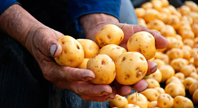 Alrededor de 15.000 agricultores de la región Apurímac enviaron al menos unas 120 toneladas de papa para ser vendido a los principales mercados de Lima. Alrededor de 15.000 agricultores de la región Apurímac enviaron al menos unas 120 toneladas de papa para ser vendido a los principales mercados de Lima.