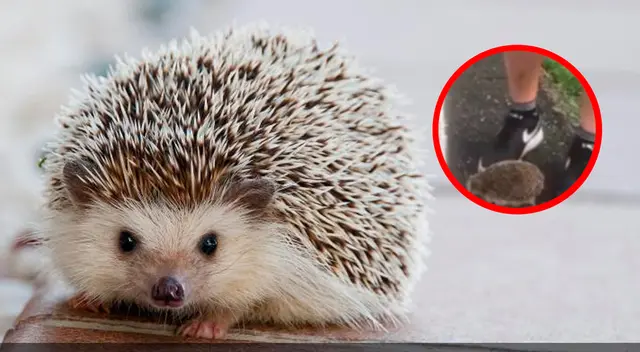 Defensores de animales en Italia quedaron en shock.