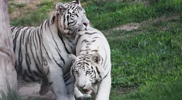 Animales del Zoológico. Animales del Zoológico.