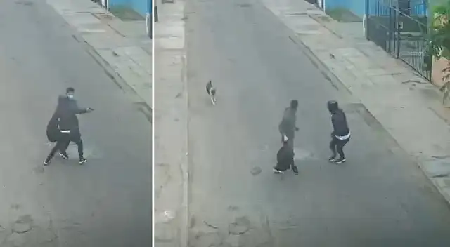Perro es la sensación en las redes sociales por heroico acto.