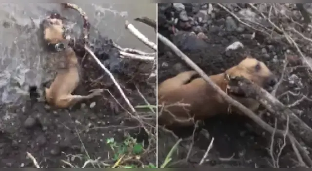 La acción del dueño por salvar a su mascota fue ovacionado en las redes sociales.