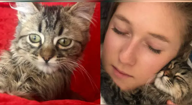 La noticia fue celebrada por organizaciones de protección animal. La noticia fue celebrada por organizaciones de protección animal.