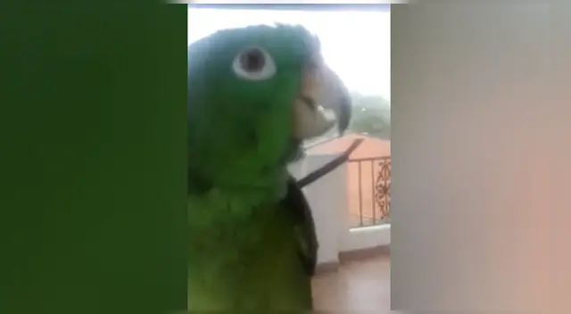 El travieso loro se ganó la simpatía de los internautas en las redes sociales.