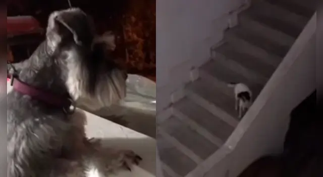 Los canes recrearon en el video viral la romántica escena de Romeo y Julieta. Los canes recrearon en el video viral la romántica escena de Romeo y Julieta.