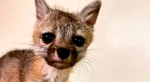 El zorro persiguió a un perro creyendo que era su madre. El zorro persiguió a un perro creyendo que era su madre.