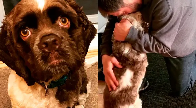 Perrito se vuelve tendencia por su curiosa reacción al ver salir a sus dueños. Perrito se vuelve tendencia por su curiosa reacción al ver salir a sus dueños.