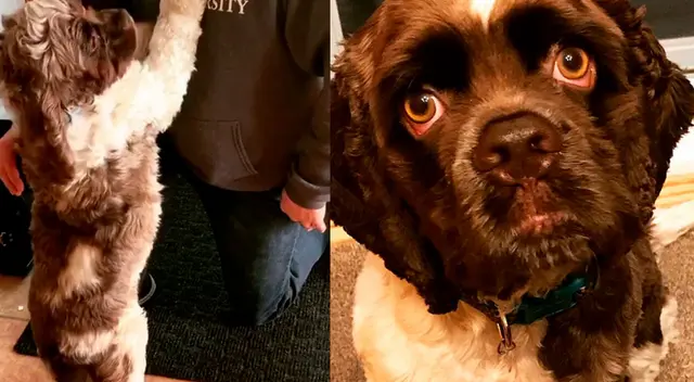 Perrito se vuelve tendencia por su curiosa reacción al ver salir a sus dueños. Perrito se vuelve tendencia por su curiosa reacción al ver salir a sus dueños.