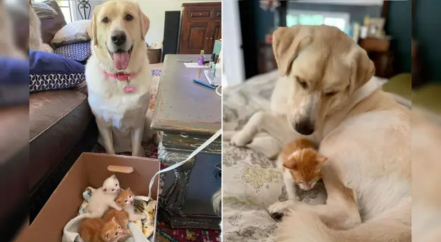 Truvy y sus gatitos adoptivos. Truvy y sus gatitos adoptivos.