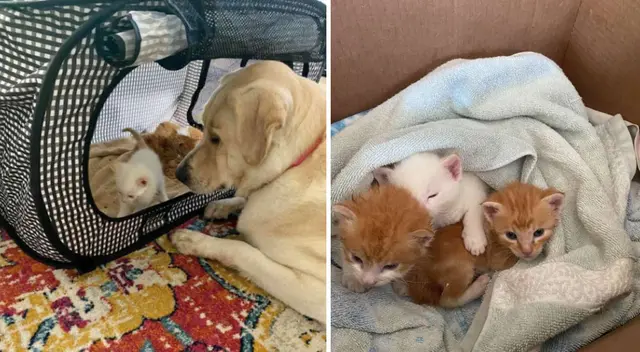 Truvy y sus gatitos adoptivos. Truvy y sus gatitos adoptivos.