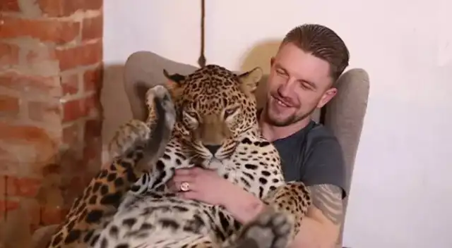 El leopardo de tres años actúa como un gato doméstico.