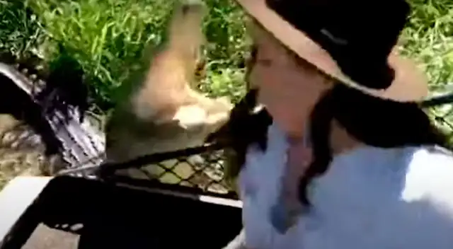 El cocodrilo intentó atacar a la periodista y todo quedo registrado.