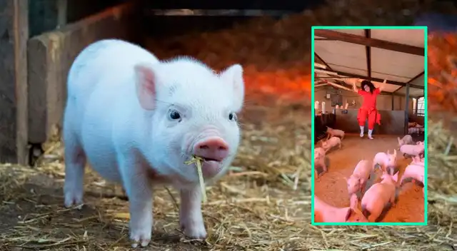 El video de la joven con los cerditos se ha vuelto viral.