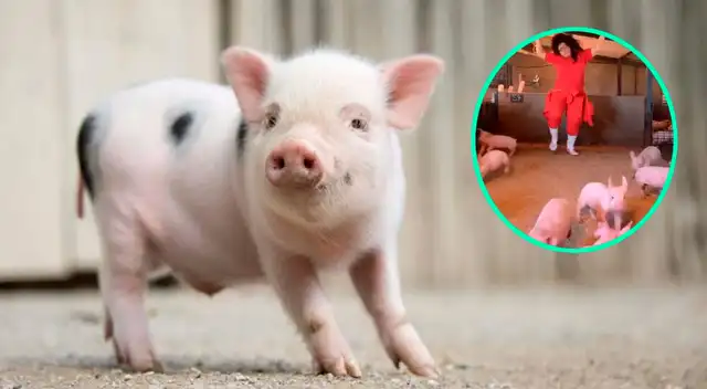 El video de la joven con los cerditos se ha vuelto viral.