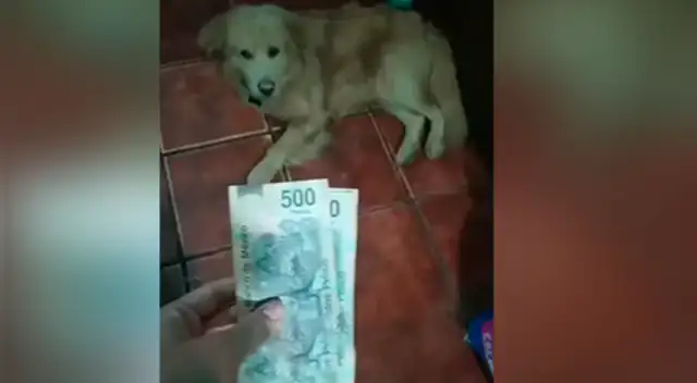 El divertida actitud del can causó sensación en las redes sociales.