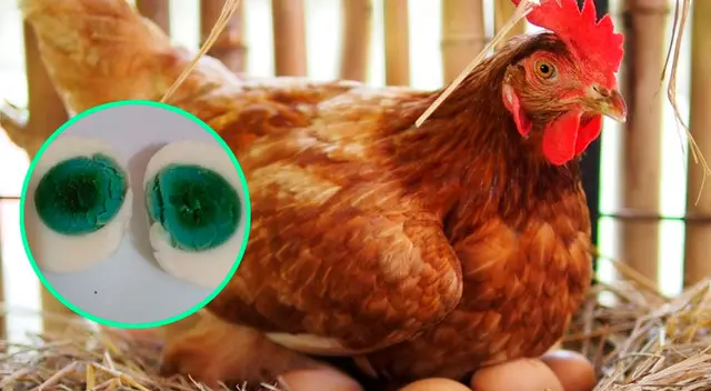 Gallina da huevos con color de yema verde en la India.