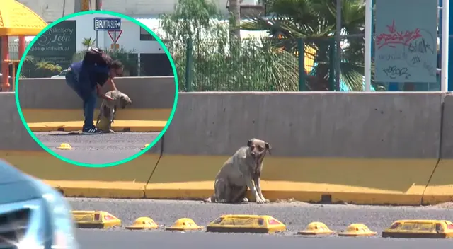 Periodista rescato a perrito cuando se encontraba trabajando y recibe elogios.