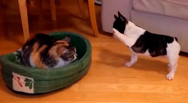 La graciosa escena del perro y el gato se ha vuelto viral en las redes sociales.