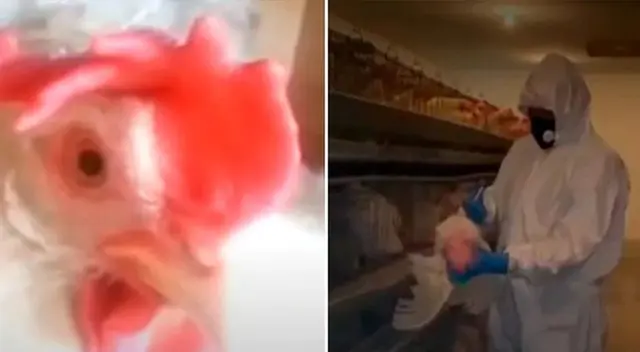 Gallina "Esperanza" fue vacuna contra el coronavirus.