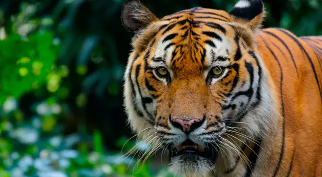 El conmovedor encuentro de una mujer con unos tigres que cuidó de bebé El conmovedor encuentro de una mujer con unos tigres que cuidó de bebé