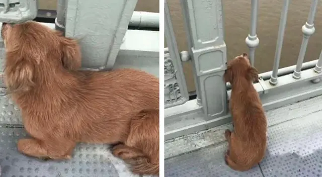 El fiel perrito esperando en puente de Wuhan, Hubei, China. El fiel perrito esperando en puente de Wuhan, Hubei, China.