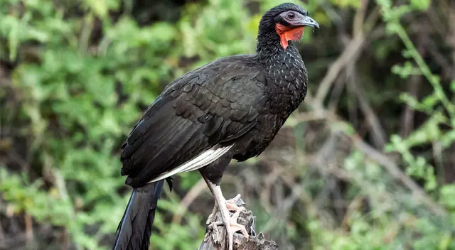 La pava aliblanca La pava aliblanca