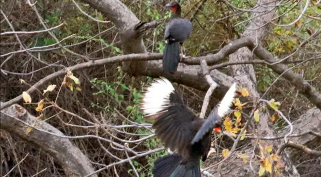 La pava aliblanca La pava aliblanca