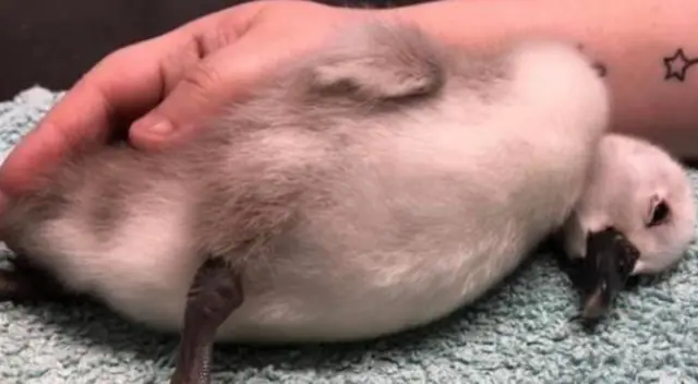 El cisne bebé fue encontrado por personas que se encontraban en el parque.