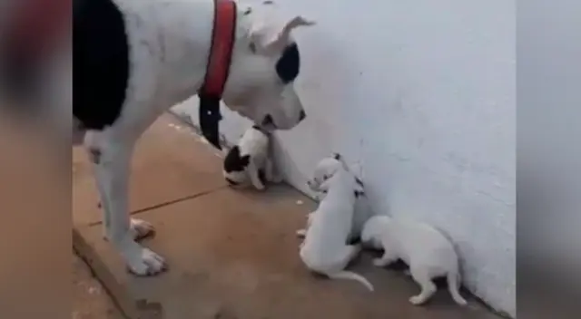 El particular momento causó sensación en las redes sociales. El particular momento causó sensación en las redes sociales.