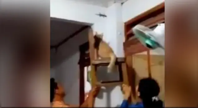 La divertida escena causó sensación en las redes sociales.