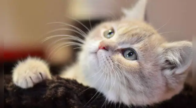 El adorable gato causó furor en las redes sociales.