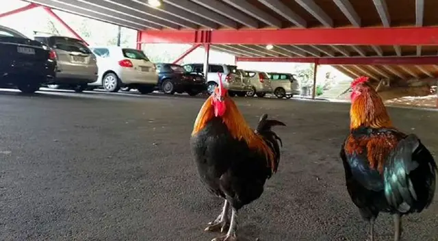 Gallinas y pollos salvajes causan terror en un pueblo de Nueva Zelanda Gallinas y pollos salvajes causan terror en un pueblo de Nueva Zelanda