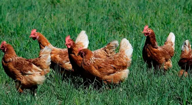 Gallinas y pollos salvajes causan terror en un pueblo de Nueva Zelanda Gallinas y pollos salvajes causan terror en un pueblo de Nueva Zelanda