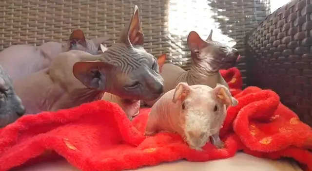 Cuy sin pelo es adoptado por gatos egipcios y enternecen las redes sociales Cuy sin pelo es adoptado por gatos egipcios y enternecen las redes sociales