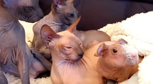 Cuy sin pelo es adoptado por gatos egipcios y enternecen las redes sociales Cuy sin pelo es adoptado por gatos egipcios y enternecen las redes sociales