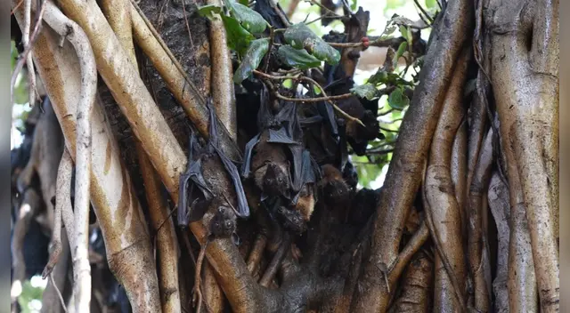 La OMS califica al virus de Nipah como enfermedad prioritaria de investigación.