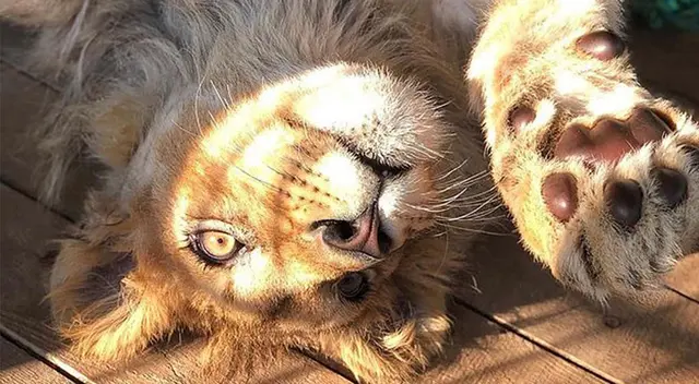 Simba se recupera cada día tras la operación. Simba se recupera cada día tras la operación.