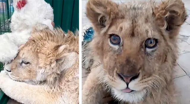 Simba se recupera cada día tras la operación. Simba se recupera cada día tras la operación.