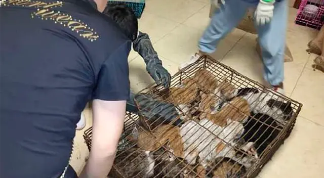 Los gatos fueron rescatados y puestos en jaulas individuales. Los gatos fueron rescatados y puestos en jaulas individuales.