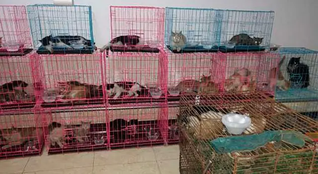 Los gatos fueron rescatados y puestos en jaulas individuales. Los gatos fueron rescatados y puestos en jaulas individuales.