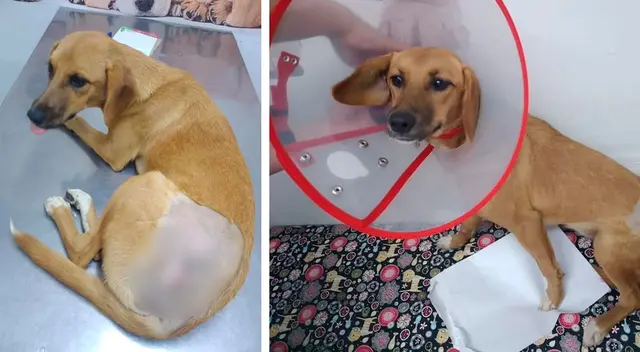 Necesita una nueva familia que le de el amor y cariño que no obtuvo por sus primeros dueños, quienes la abandonaron en la calle a su propia suerte..