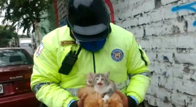 Sereno le busca hogar a gatos recién nacidos. Sereno le busca hogar a gatos recién nacidos.