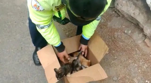 Sereno le busca hogar a gatos recién nacidos. Sereno le busca hogar a gatos recién nacidos.