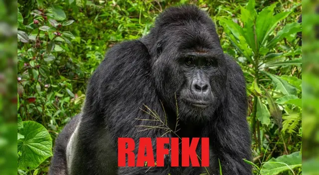 A la fecha solo quedan un millar de ejemplares de gorilas lomo plateado en el mundo.