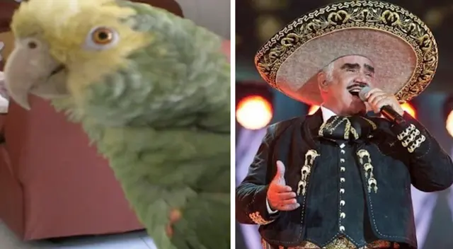 El talentoso loro entonó la popular canción de Vicente Fernandez.