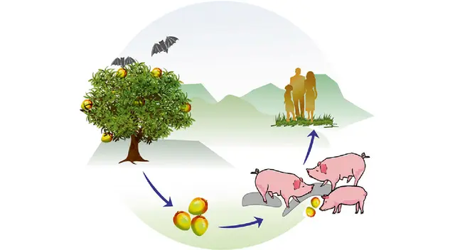 El Nipah es una nueva enfermedad zoonótica.
