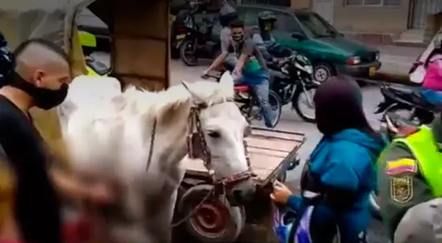 Los trauseúntes que evidenciaron el momento ayudaron a la yegua en su parto. Los trauseúntes que evidenciaron el momento ayudaron a la yegua en su parto.