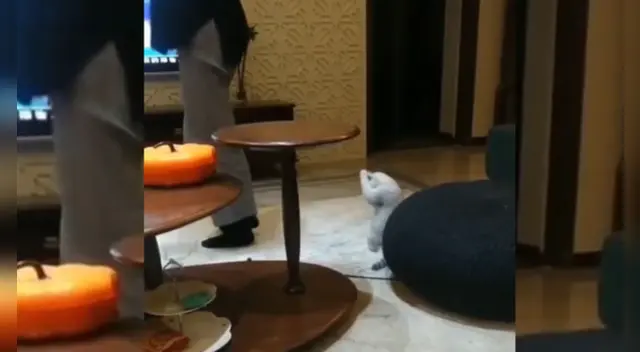 El video causó las risas de los internautas en las redes sociales. El video causó las risas de los internautas en las redes sociales.