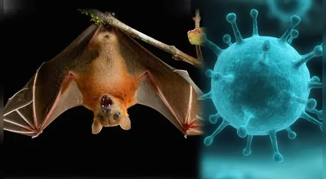 Conoce los síntomas para detectar el virus del Nipah en tu cuerpo.