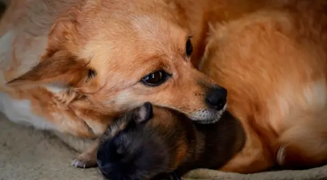 Captan la conmovedora reacción de unos cachorros al reencontrarse con su ‘madre’